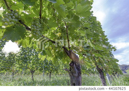 White wine / vine White wine / vine 44107625