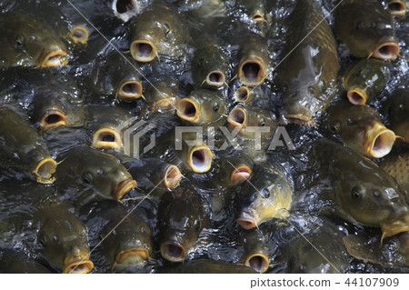 鯉魚 鯉魚 44107909