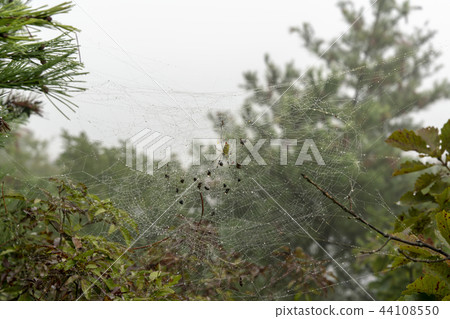 Tateiwa, Boeun-gun, Chungbuk 44108550