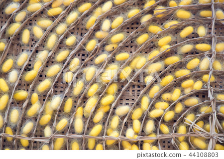 Closed up of group yellow cocoon of silk worm Closed up of group yellow cocoon of silk worm 44108803