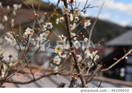 梅花和鄉村 梅花和鄉村 44109039