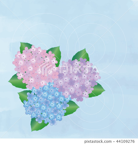 hydrangea hydrangea 44109276