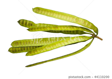 Fruit of Lead tree isolated on white 44110200