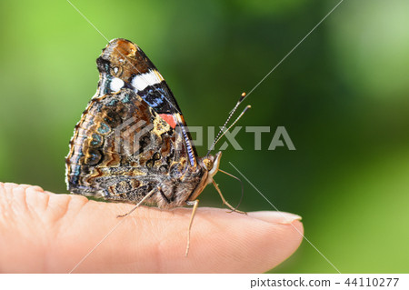 Bright colorful butterfly in wings on human finger Bright colorful butterfly in wings on human finger 44110277