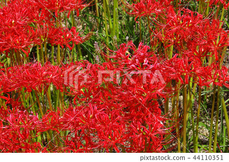 盛開的群集孤挺花 盛開的群集孤挺花 44110351