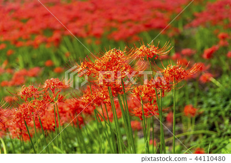 花盆，Seonwoon山，高敞郡，全北 44110480
