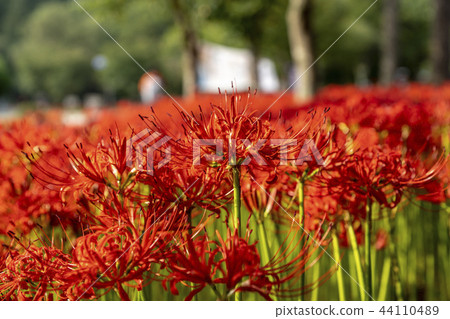 花盆，Seonwoon山，高敞郡，全北 44110489