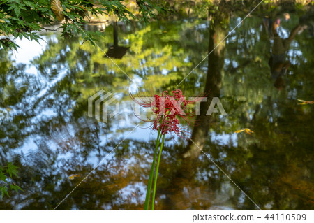 花盆，Seonwoon山，高敞郡，全北 44110509