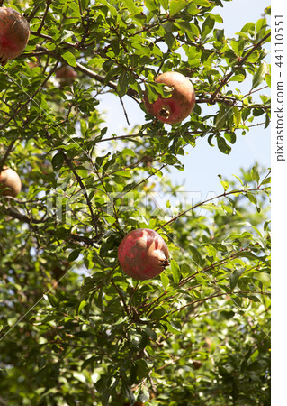 Pomegranate Pomegranate 44110551