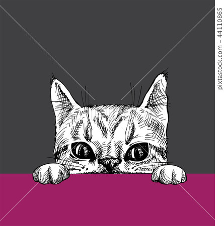 The cat looks out 44110865