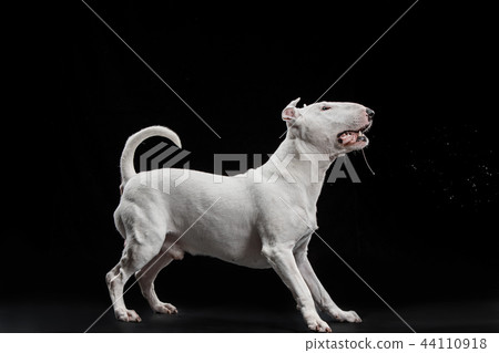 Bull Terrier type Dog on black background Bull Terrier type Dog on black background 44110918