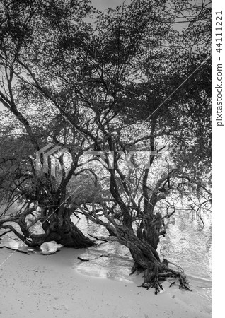 Lush mangrove beach forest near Samui island Lush mangrove beach forest near Samui island 44111221