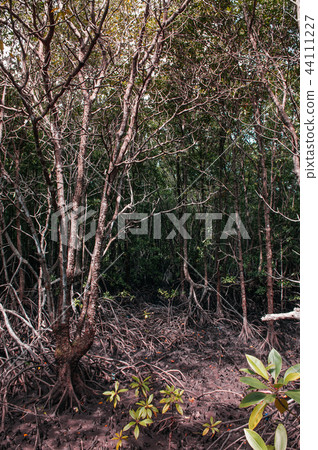 Koh Tean lush natural mangrove forest near Samui Koh Tean lush natural mangrove forest near Samui 44111227