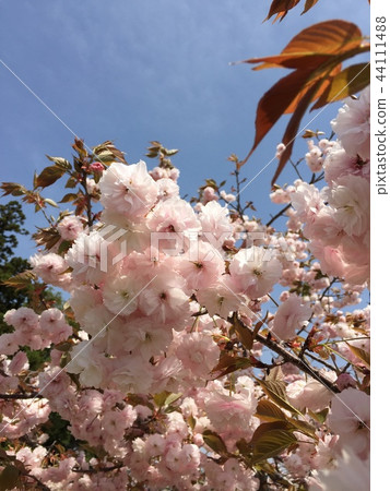 雙櫻花 雙櫻花 44111488