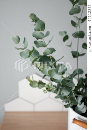 Eucalyptus in the home interior 44112223