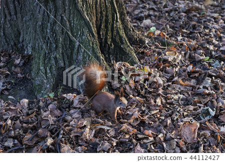 Eurasian red squirrel in autumn forest 44112427