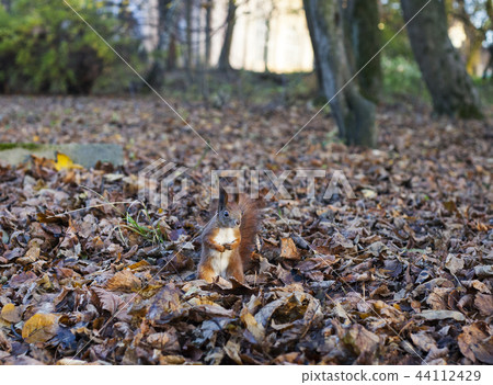 Eurasian red squirrel in autumn forest Eurasian red squirrel in autumn forest 44112429