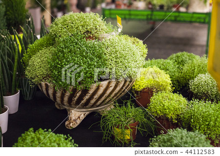 Soleirolia soleirolii plants sale in flower market Soleirolia soleirolii plants sale in flower market 44112583