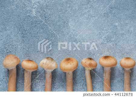 Mushrooms raw honeydew on a concrete table. Mushrooms raw honeydew on a concrete table. 44112678