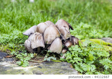 Coprinopsis atramentaria, common inky cap mushroom Coprinopsis atramentaria, common inky cap mushroom 44112887