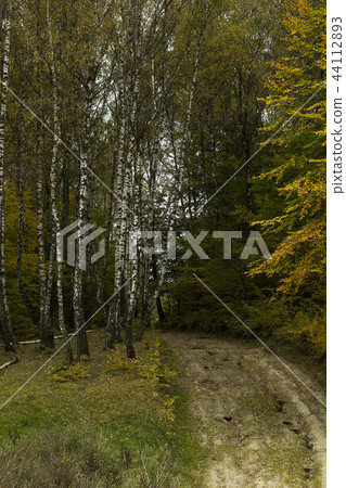 Autumn forest with leafy trees and footpath Autumn forest with leafy trees and footpath 44112893