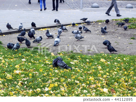 Pair of cooing pigeons on city street 44112895