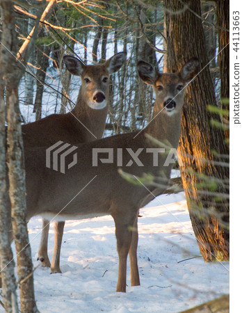 Two White tail deer standing under trees in wintertime Two White tail deer standing under trees in wintertime 44113663