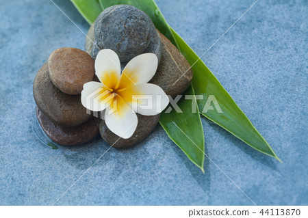 spa flower between stones with green leaves 44113870