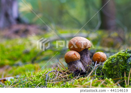 three leccinum mushrooms grows three leccinum mushrooms grows 44114619