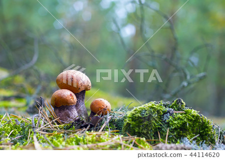 three leccinum grows three leccinum grows 44114620