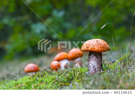 many leccinum mushrooms grows 44114633
