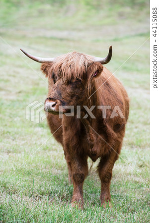 Brown cow in Norway Brown cow in Norway 44115088