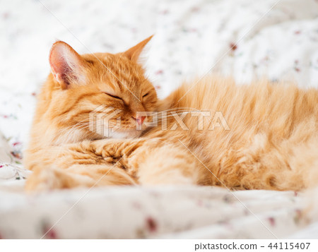 Cute ginger cat lying in bed. Fluffy pet dozing.  44115407