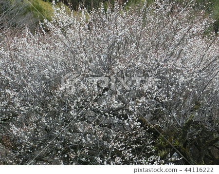 Hakumei in the sunrise town 44116222