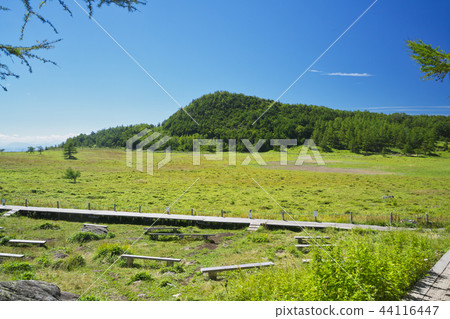 End of summer pond plain wetland green square End of summer pond plain wetland green square 44116447