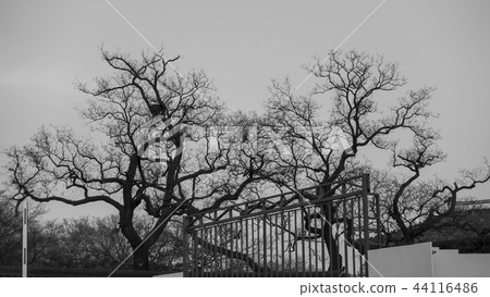 twotree twotree 44116486