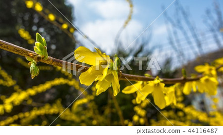 flower flower 44116487