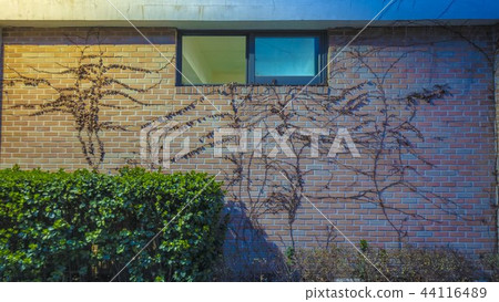 flower flower 44116489