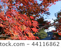 秋天的樹葉 44116862