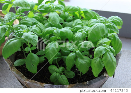 Basil sprouts (approximately one month from germination) Basil sprouts (approximately one month from germination) 44117243