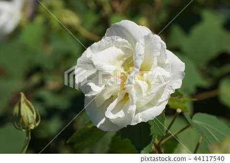 Drunk dogfish Hibiscus mutabilis 44117540