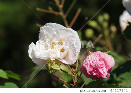 醉酒的白鮫木芙蓉mutabilis 醉酒的白鮫木芙蓉mutabilis 44117541