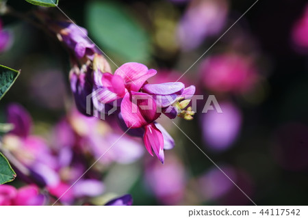 gi木Ha木三葉草 44117542