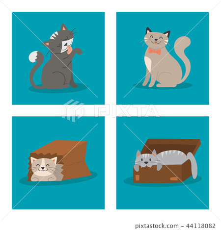 Portrait cat animal pet cute kitten purebred feline kitty domestic fur adorable mammal character 44118082