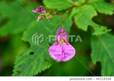 一滴鈴蘭 一滴鈴蘭 44118106