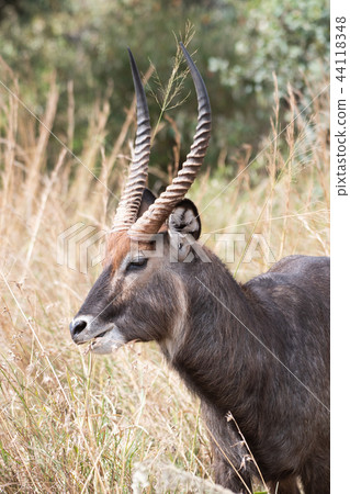 Water Back Masai Mara 44118348
