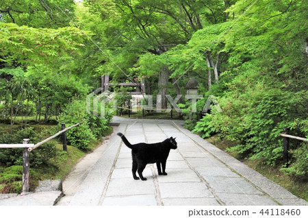 京都Tojokoji寺 京都Tojokoji寺 44118460