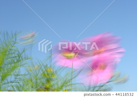 Cosmos field wind Cosmos field wind 44118532