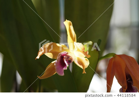 Cattleya Tenebrosa 44118584
