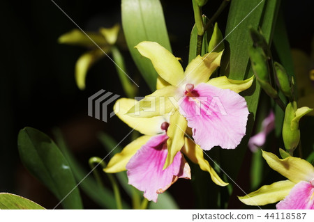 Miltonia Miltonia 44118587